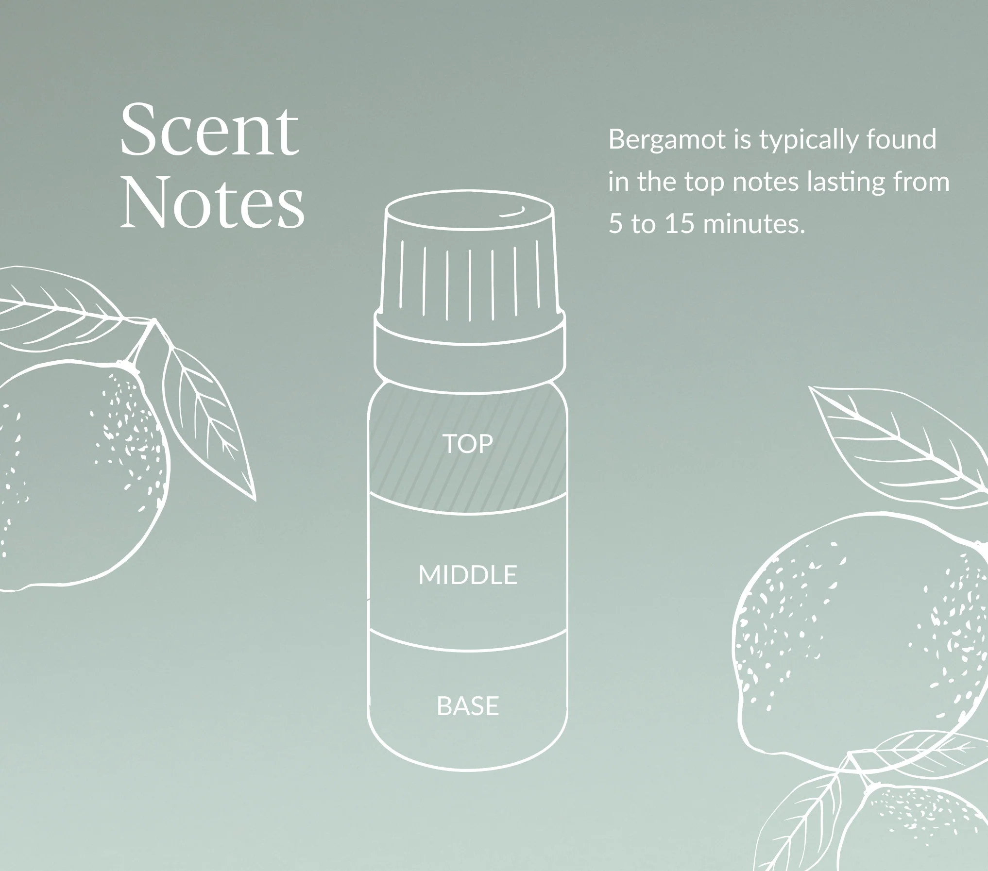 Bergamot Essential Oil - Image 6