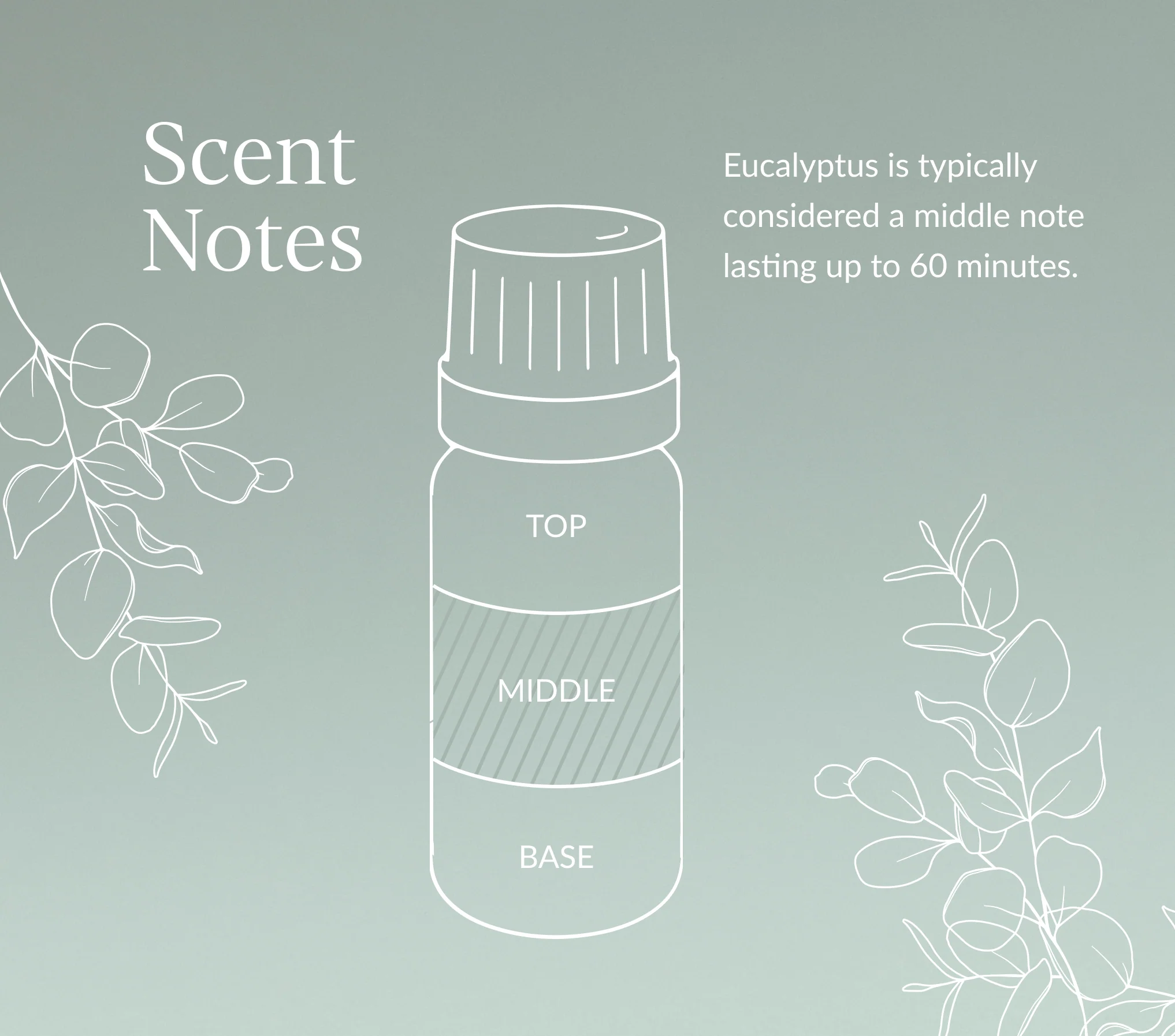 Eucalyptus (Chinese) Essential Oil - Image 5