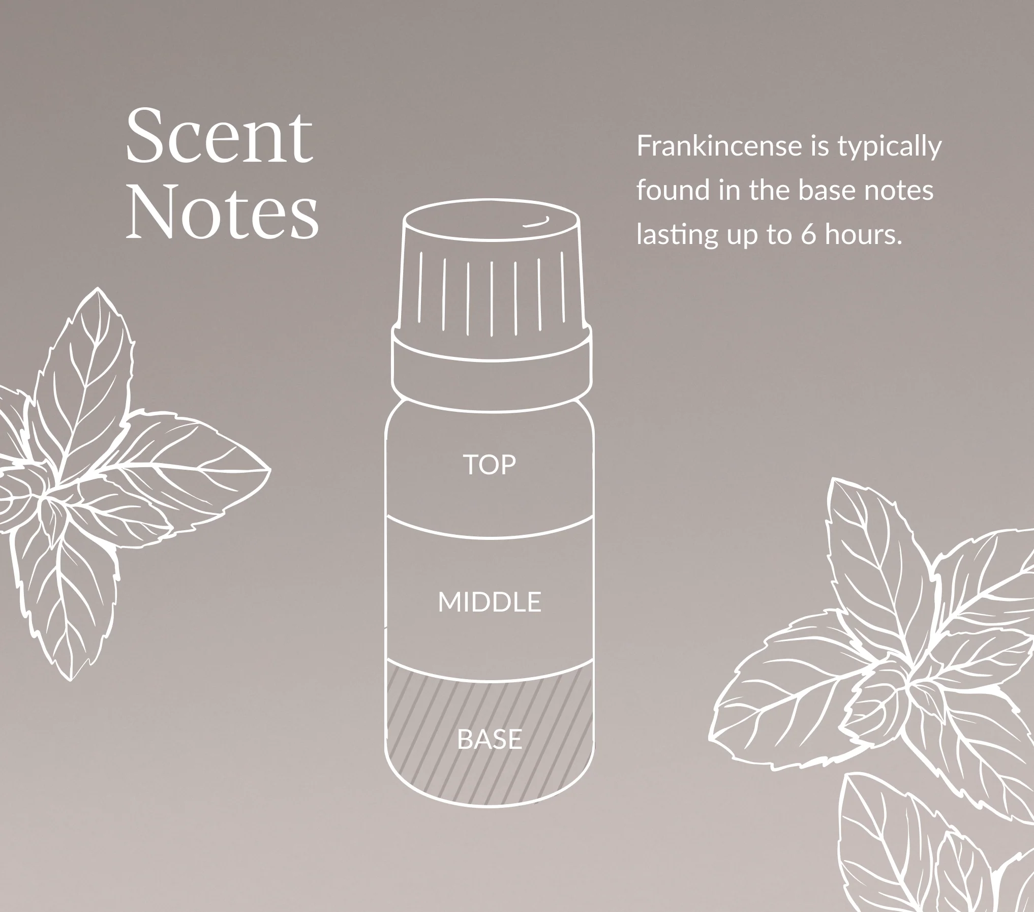 Frankincense Serrata (Indian) Essential Oil - Image 6