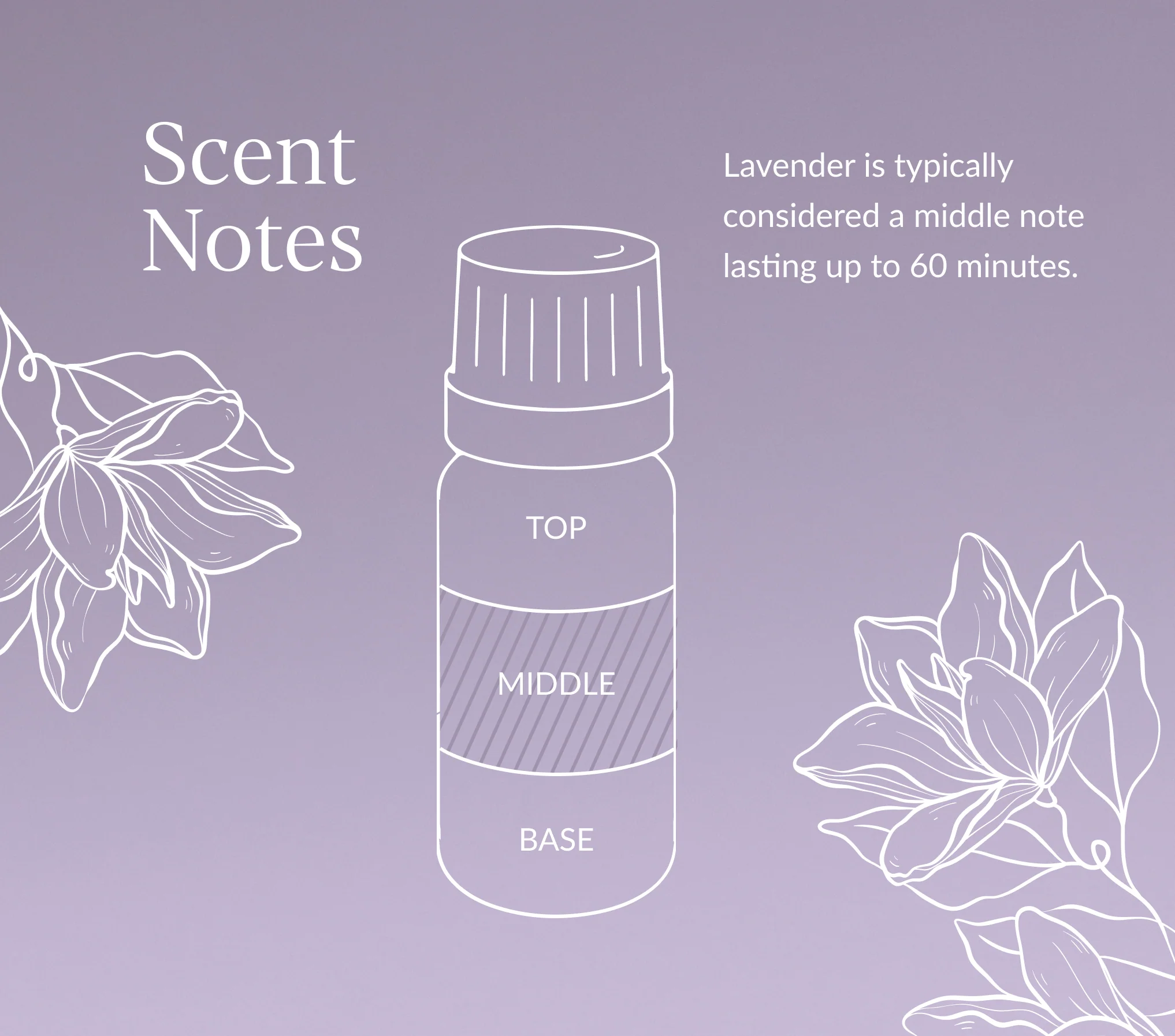 Lavender Oil | French - Image 9